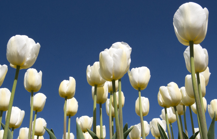white tulips against blue sky